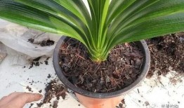 怎样给君子兰换盆视频,轻松掌握换盆技巧