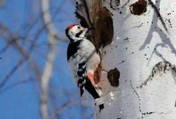 啄木鸟捉虫视频,自然界的精准猎手