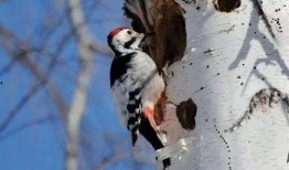 啄木鸟捉虫视频,自然界的精准猎手