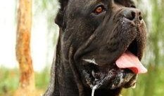 卡斯罗八公打架视频,热血狗狗的英勇对决