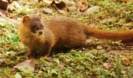 黄鼠狼放屁视频,萌态十足引网友爆笑