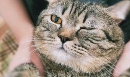 传奇可爱加菲最火视频,全网爆火的可爱瞬间回顾