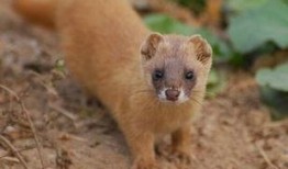 黄鼠狼放屁视频,萌态十足引网友爆笑