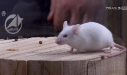 小白鼠实验视频,科学探索的瞬间