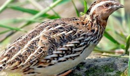 鹌鹑斗架大赛的视频,激战正酣，谁将问鼎巅峰？