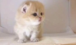 传奇可爱加菲最火视频,全网爆火的可爱瞬间回顾