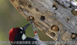啄木鸟捉虫视频,自然界的精准猎手