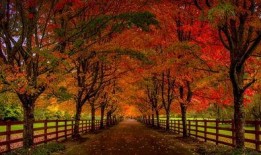 秋天的图画朗读视频,朗读视频中的金黄诗篇