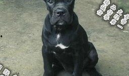 卡斯罗八公打架视频,热血狗狗的英勇对决