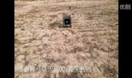猎犬打猎野鸡视频,一场惊心动魄的狩猎之旅