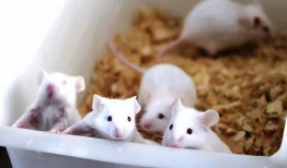 小白鼠实验视频,科学探索的瞬间