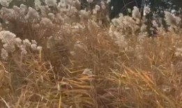 实学芦苇制作浮漂视频,自制实学浮漂教程