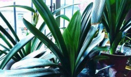 怎样给君子兰换盆视频,轻松掌握换盆技巧