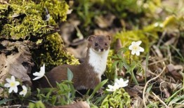 黄鼠狼放屁视频,萌态十足引网友爆笑