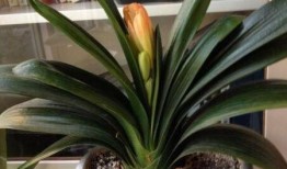 怎样给君子兰换盆视频,轻松掌握换盆技巧