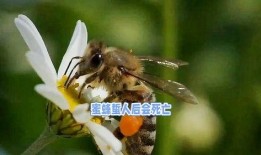 蜜蜂蜇人视频,惊心动魄的蜂针攻击