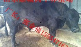 视频牛牛,揭秘短视频时代的创意魅力