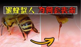 蜜蜂蜇人视频,惊心动魄的蜂针攻击
