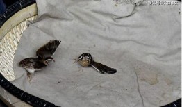 鹌鹑斗架大赛的视频,激战正酣，谁将问鼎巅峰？