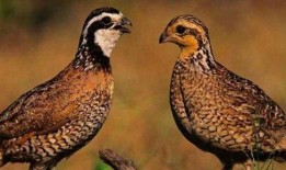 鹌鹑斗架大赛的视频,激战正酣，谁将问鼎巅峰？