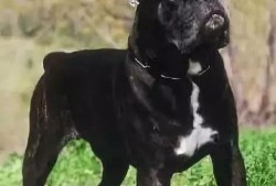 卡斯罗八公打架视频,热血狗狗的英勇对决