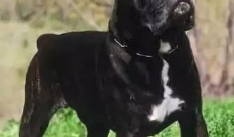 卡斯罗八公打架视频,热血狗狗的英勇对决