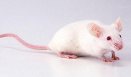 小白鼠实验视频,科学探索的瞬间